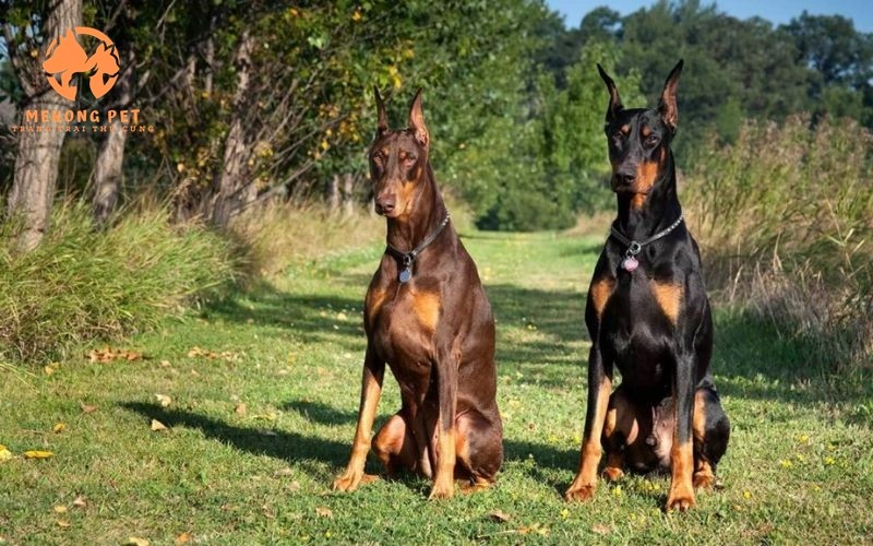 Khám Phá Thế Giới Chó Doberman: Mua Bán Uy Tín Tại TP.HCM, Bình Dương, Đồng Nai